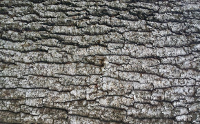 Bark Oak Texture Wallpaper HD 117511
