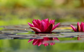 Water Lily Best Wallpaper 119433