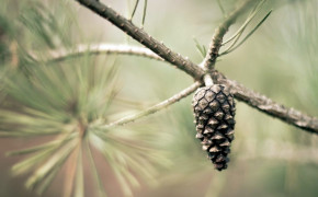 Pine Cone Photography Widescreen Wallpapers 116723