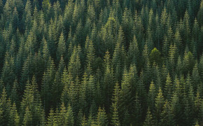 Pine Tree High Definition Wallpaper 116730