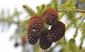 Pine Cone Photography Best Wallpaper 116717