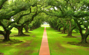 Oak Tree Nature Desktop Wallpaper 116503
