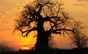 Baobab Tree Nature Desktop Wallpaper 117483