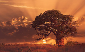 Baobab Tree HD Desktop Wallpaper 117460