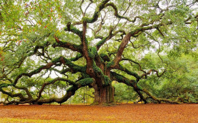 Angel Oak Tree South Carolina Widescreen Wallpapers 117171