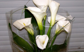 Calla Lily White Flowers Background Wallpapers 118015
