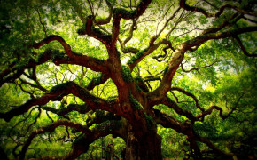 Angel Oak Tree Photography HD Wallpapers 117158
