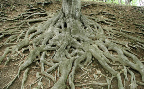 Tree Root Photography Background Wallpaper 119037