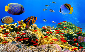 Underwater Nature High Definition Wallpaper 119234