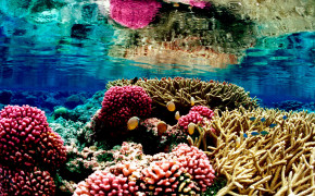 Great Barrier Reef Nature Wallpaper 114077