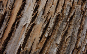 Bark Oak Texture Background Wallpaper 117503