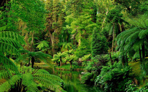 Kuranda Rainforest Background Wallpaper 114556