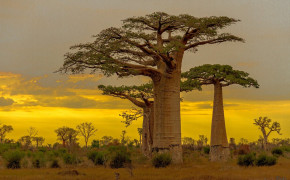 Baobab Tree Madagascar Background Wallpapers 117469