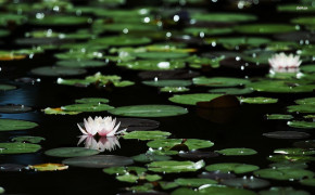 Water Lily Widescreen Wallpapers 119440