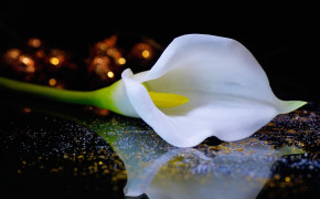 Calla Lily White Flowers Best Wallpaper 118017