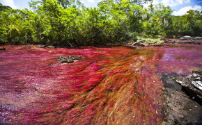 Caño Cristales Nature Background Wallpaper 118191