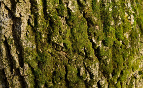 Bark Oak Texture HD Desktop Wallpaper 117507