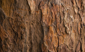Bark Oak Texture Best Wallpaper 117505