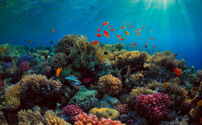 Great Barrier Reef Nature Background Wallpaper 114073