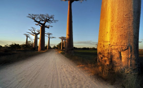 Baobab Tree Madagascar Background HD Wallpapers 117467
