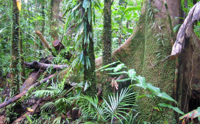 Kuranda Rainforest Nature HD Desktop Wallpaper 114569