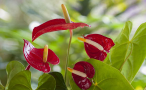 Anthurium HD Wallpapers 117177