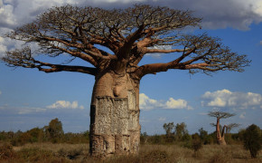 Baobab Tree Nature Wallpaper 117485