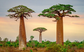 Baobab Tree Madagascar HD Wallpaper 117475