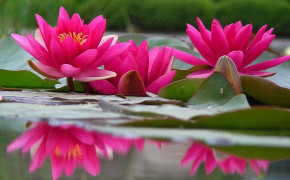 Water Lily Flower Background Wallpaper 119441