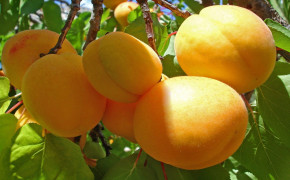 Apricot Tree Fruit Desktop Wallpaper 117234