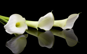 Calla Lily White Flowers Best HD Wallpaper 118016