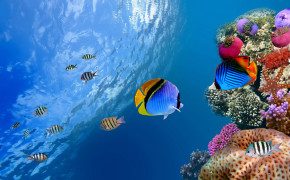 Underwater Nature HD Desktop Wallpaper 119231