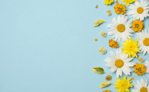 Camomile HD Wallpapers 118063