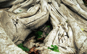 Tree Root Photography HD Background Wallpaper 119043