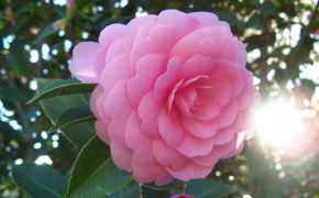 Camellia Flower Wallpaper 118050