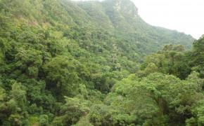 Kuranda Rainforest Nature Background Wallpaper 114566