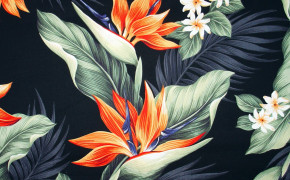 Bird of Paradise Botanical Painting HD Wallpapers 117648