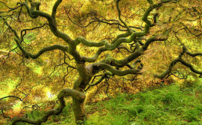 Twisted Tree Nature High Definition Wallpaper 119144