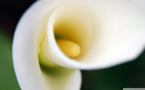 Calla Lily White Flowers HD Wallpapers 118022