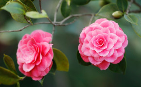 Camellia Flower Desktop Wallpaper 118044