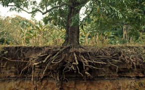 Tree Root Photography Widescreen Wallpapers 119050