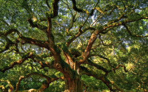 Oak Tree Nature Wallpaper HD 116508