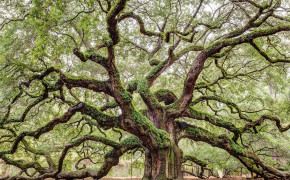 Angel Oak Tree South Carolina Wallpaper HD 117169