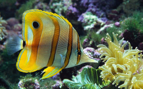 Anemone Ocean Marine Life HD Desktop Wallpaper 117110