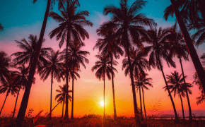 Palm Tree Nature Desktop Wallpaper 116548