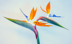 Bird of Paradise Background HD Wallpapers 117625