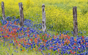 Texas Bluebonnets Nature HD Wallpaper 118801