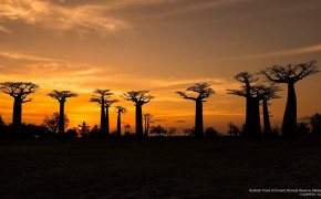 Baobab Tree Photography HD Desktop Wallpaper 117489