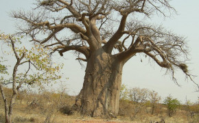 Baobab Tree Madagascar Wallpaper HD 117478
