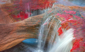 Caño Cristales Colombia Background Wallpaper 118181